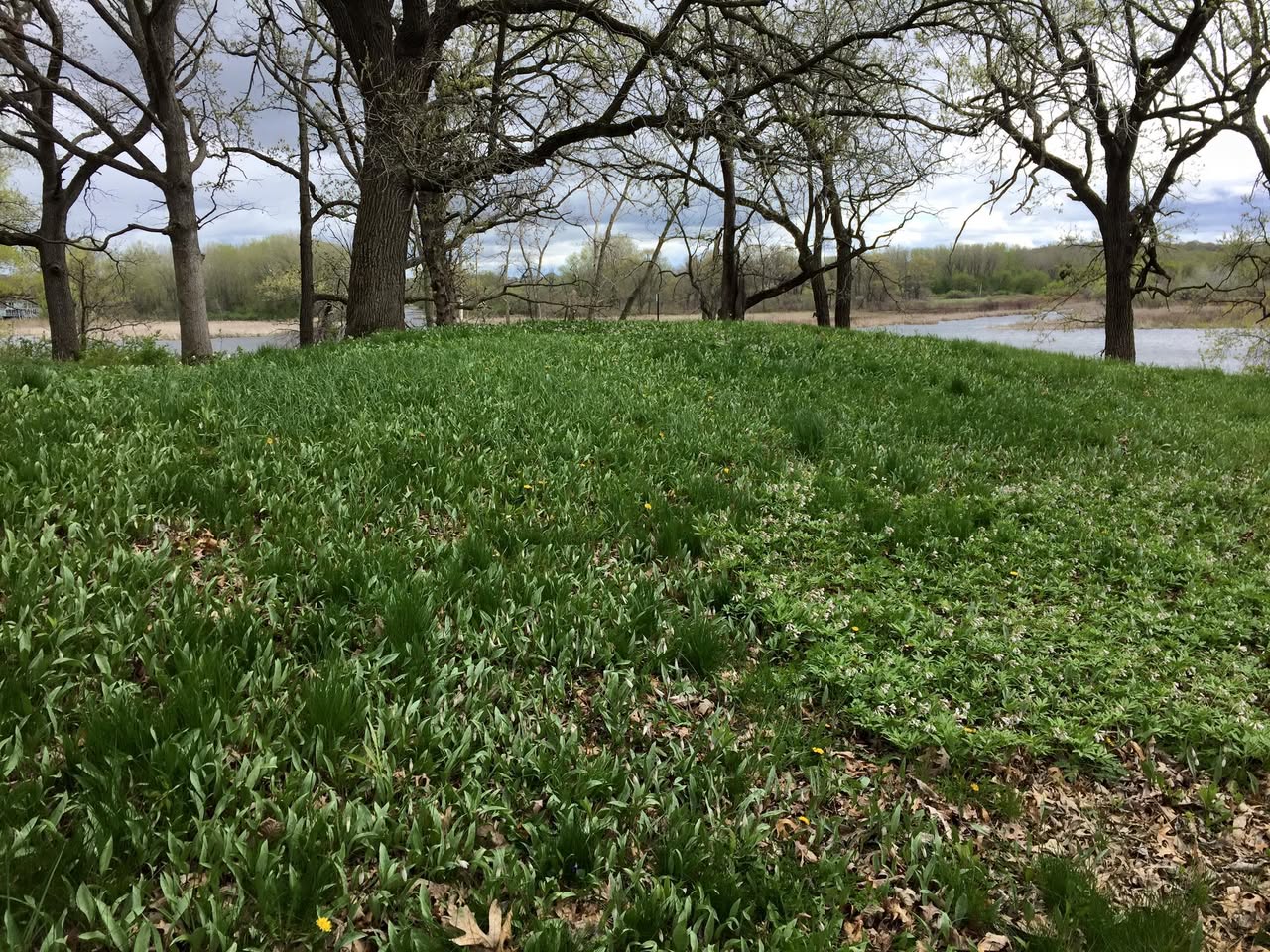 Halverson Mound cluster, Yahara Heights County Park. (Courtesy of the Ancient Earthworks Society of Wisconsin.)